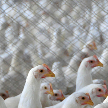 avicultura-titulo-360x360 Telas e Redes de Proteção Agrícola
