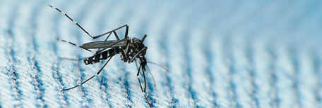banner-mosquito Tela Mosquiteira no Rio de Janeiro - RJ